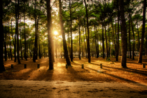 que-faire-dans-les-landes-en-france