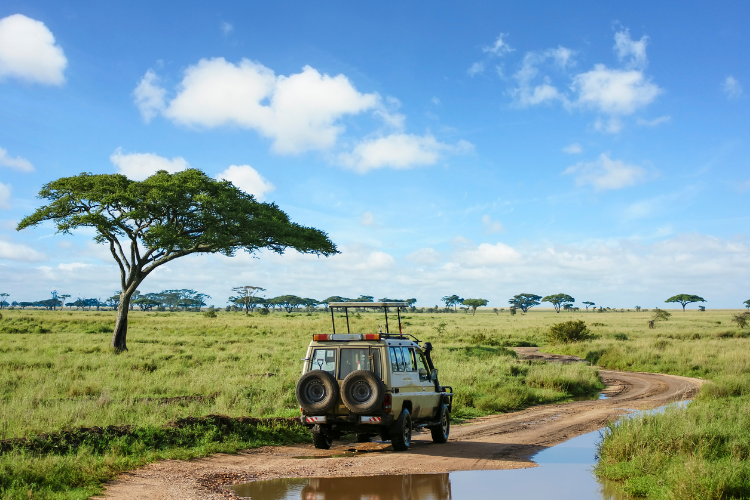 safari-de-luxe-en-tanzanie-_-une-experience-unique-entre-faune-sauvage-et-plages-paradisiaques